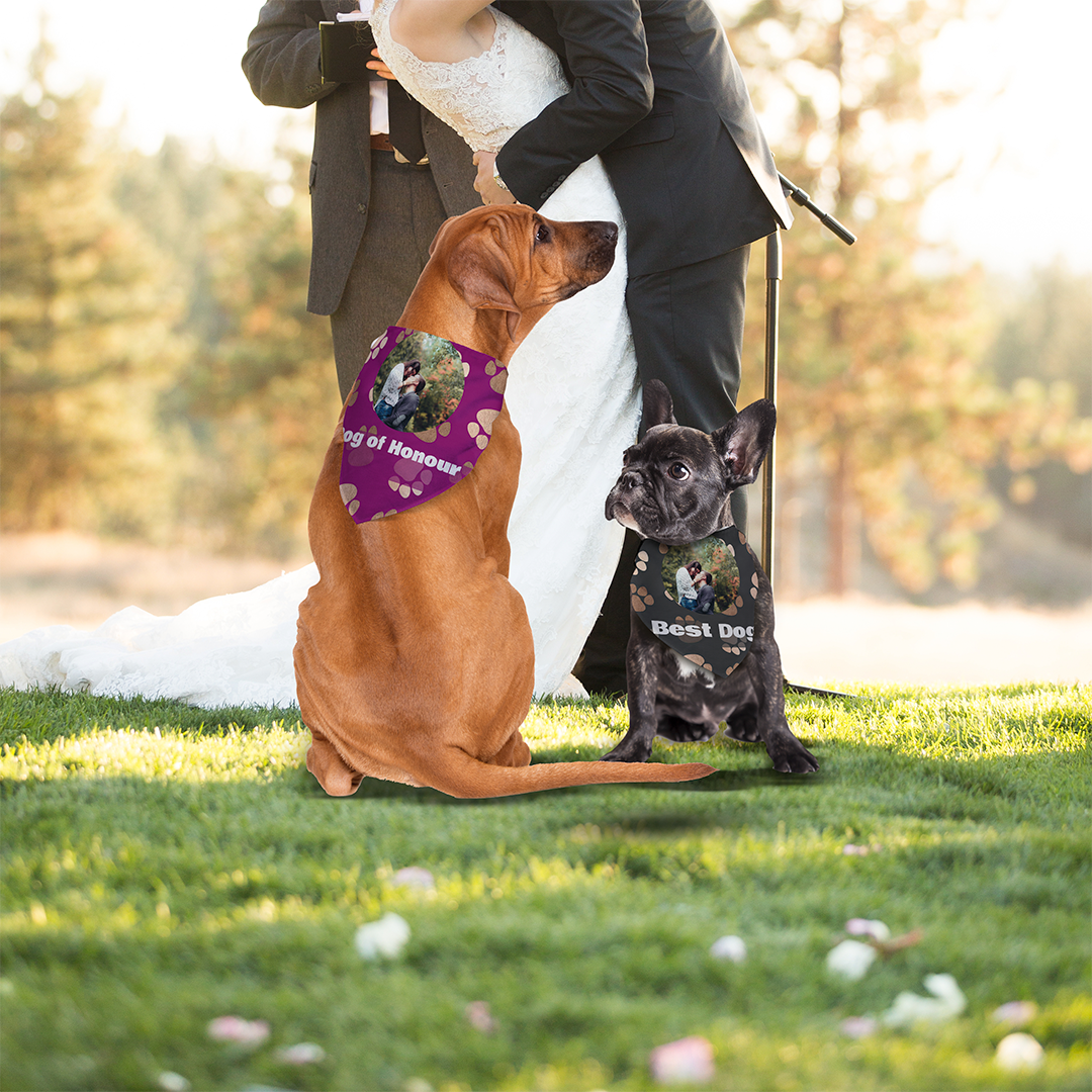 Patchwork Pete Dog Bandana - Main Image